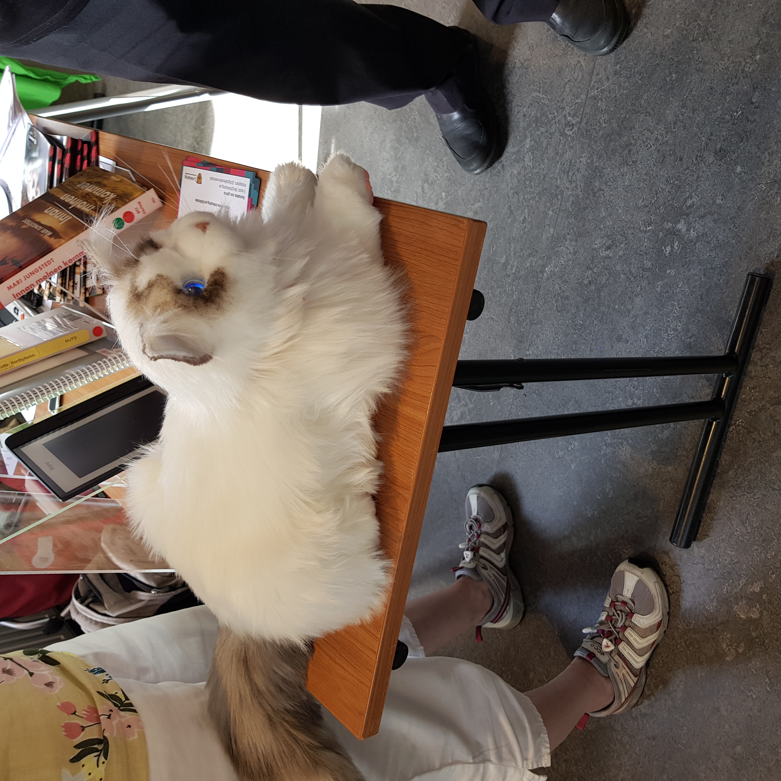 Bibliotekets digitala katt som utlånas 